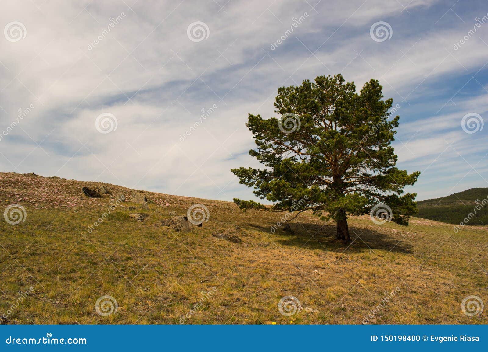 Lonely Pine in the Field Against the Sky Stock Photo Image of blue