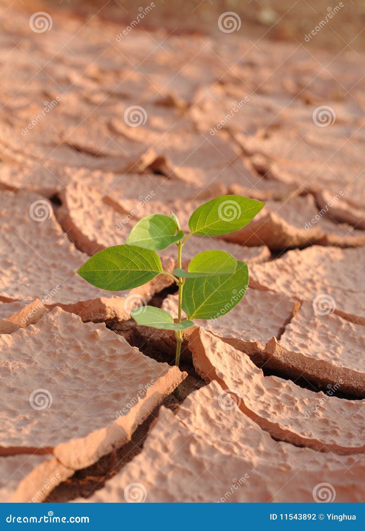 Lonely plant stock photo. Image of growth, dirty, nature 11543892