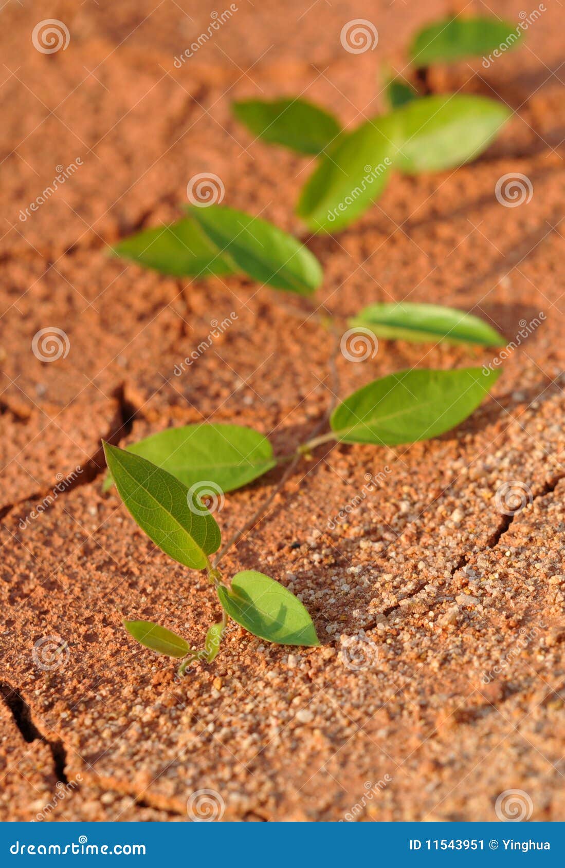 Lonely plant stock image. Image of global, background 11543951