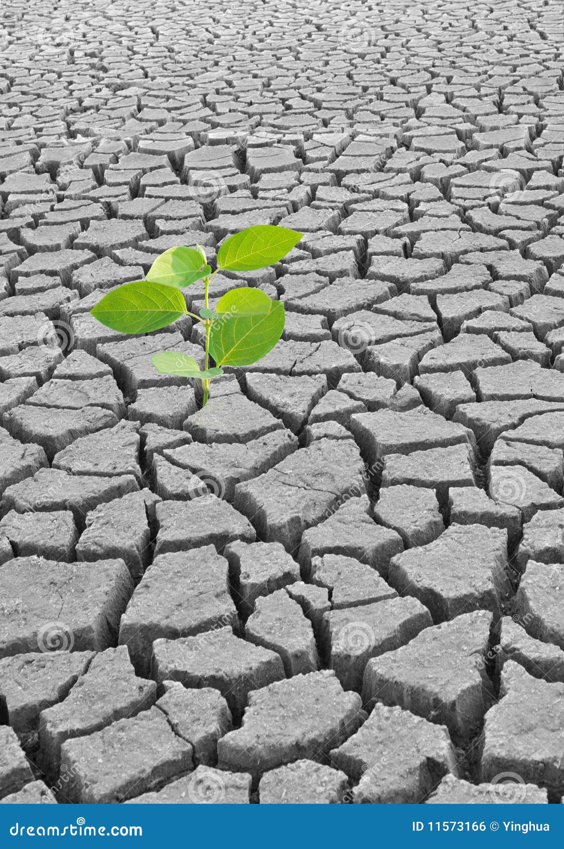 Lonely plant stock photo. Image of eroded, conservation 11573166