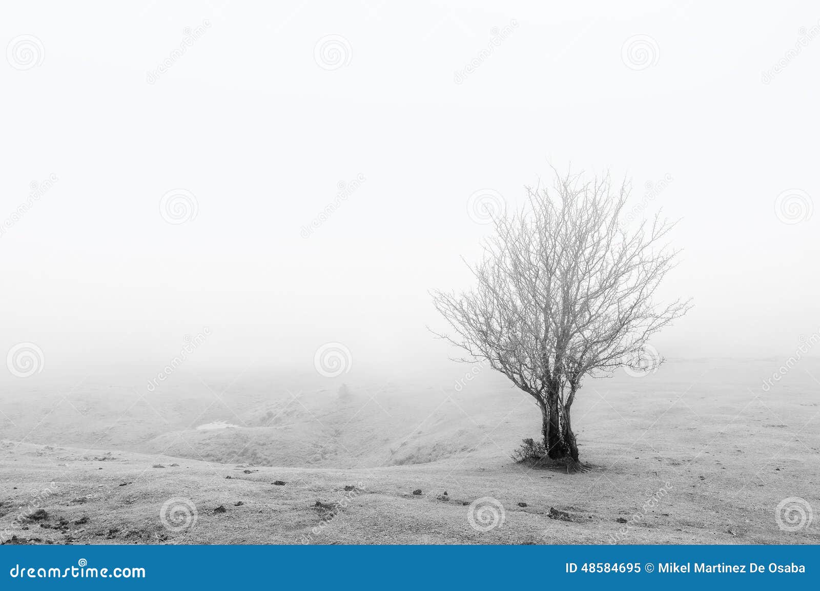 Lonely plant stock image. Image of white, winter, solitude 48584695