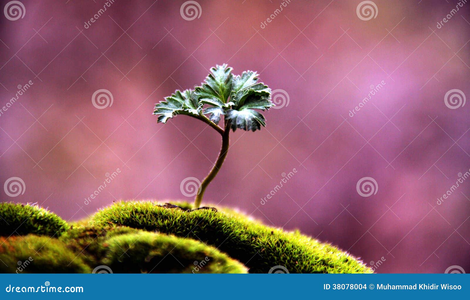 A lonely plant stock photo. Image of spring, grew, plant 38078004