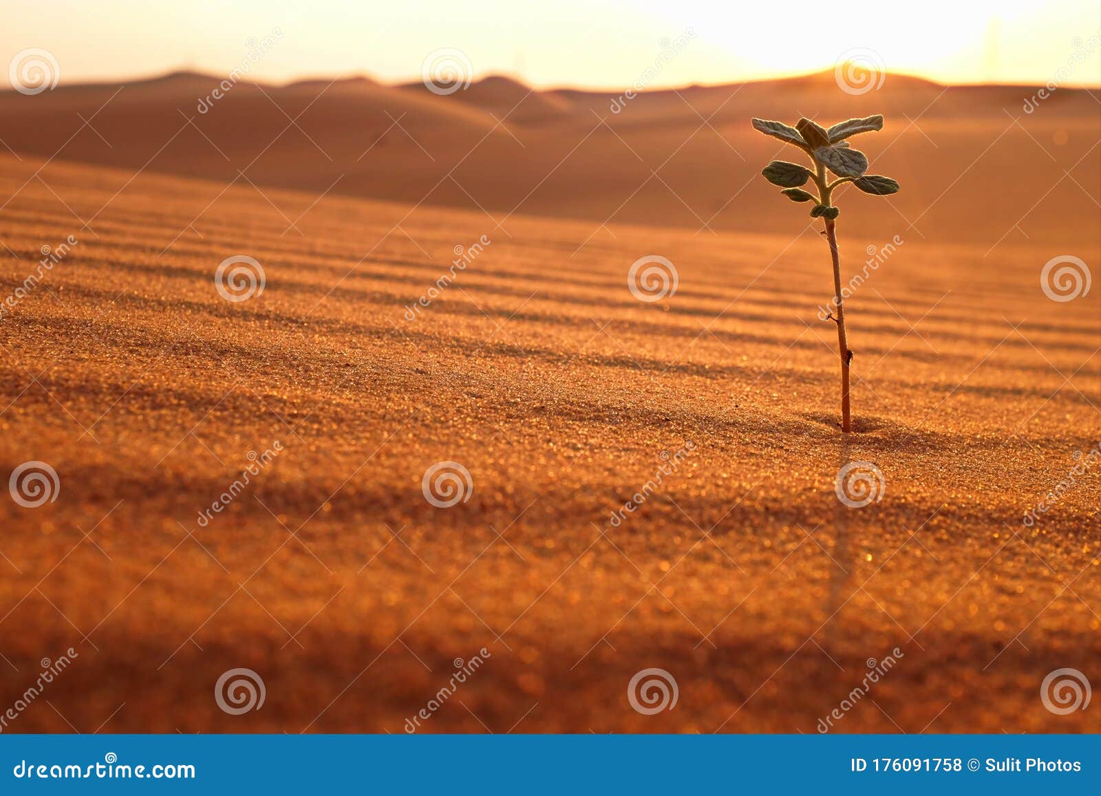 a lonely plant growing on a dry desert land at sunrise. rebirth, hope, new life beginnings and spring season concept.