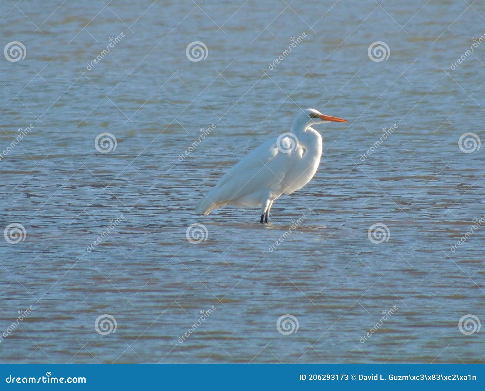 lonely pretty heron at estuary