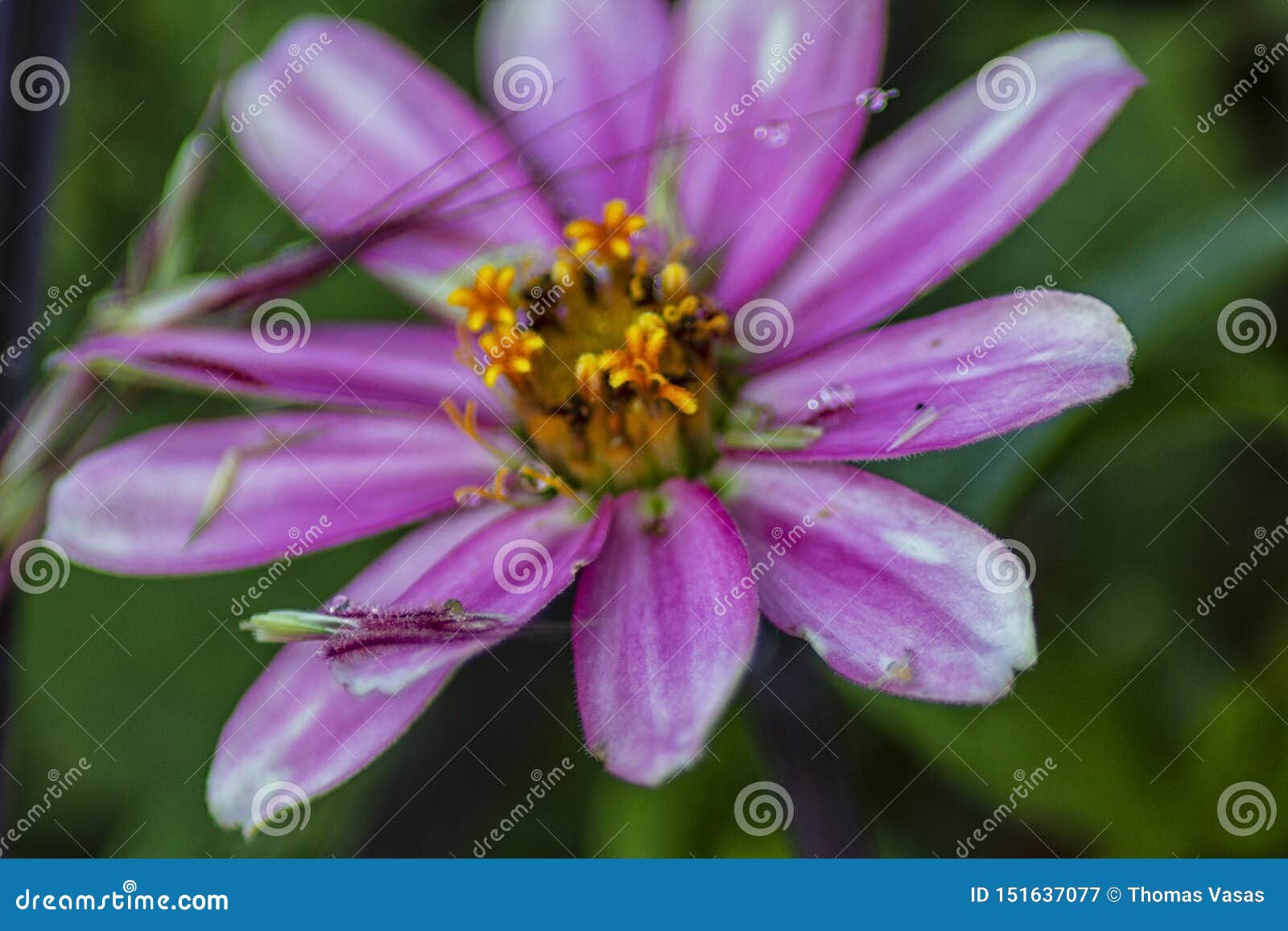 The Lonely Purple Flower In The Gardens Stock Image Image Of