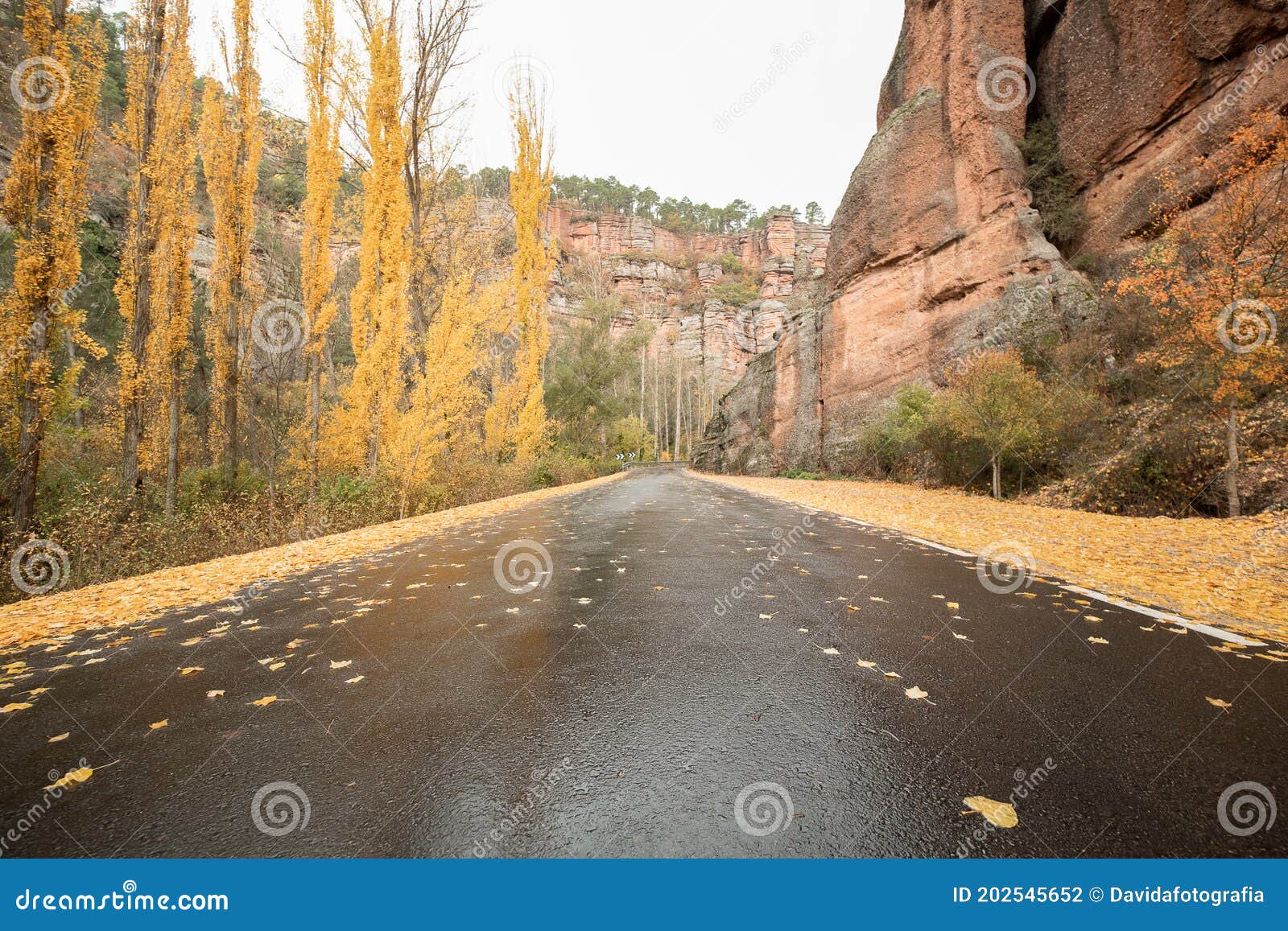 lonely road in autumn with fallen leaves on the ground and yellow tones