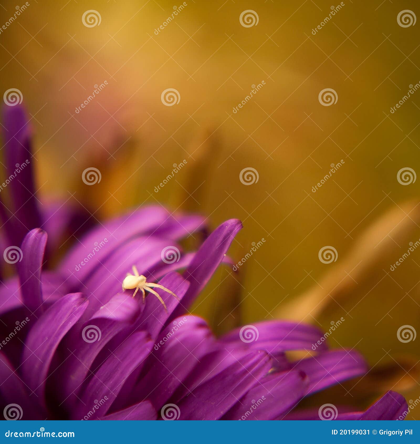 Lonely spider stock image. Image of misumena, spider 20199031