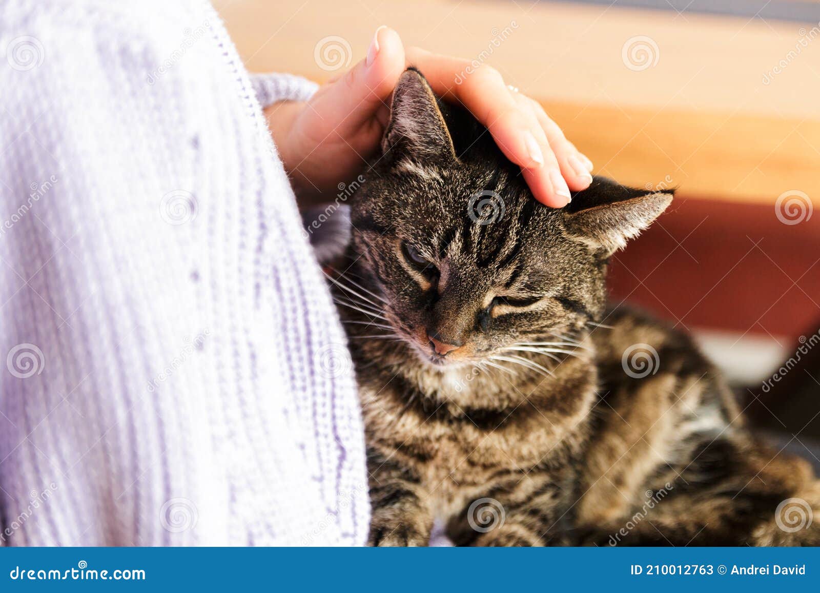 Lonely Stray Cat in Human Arms Feeling Beloved Stock Image Image of