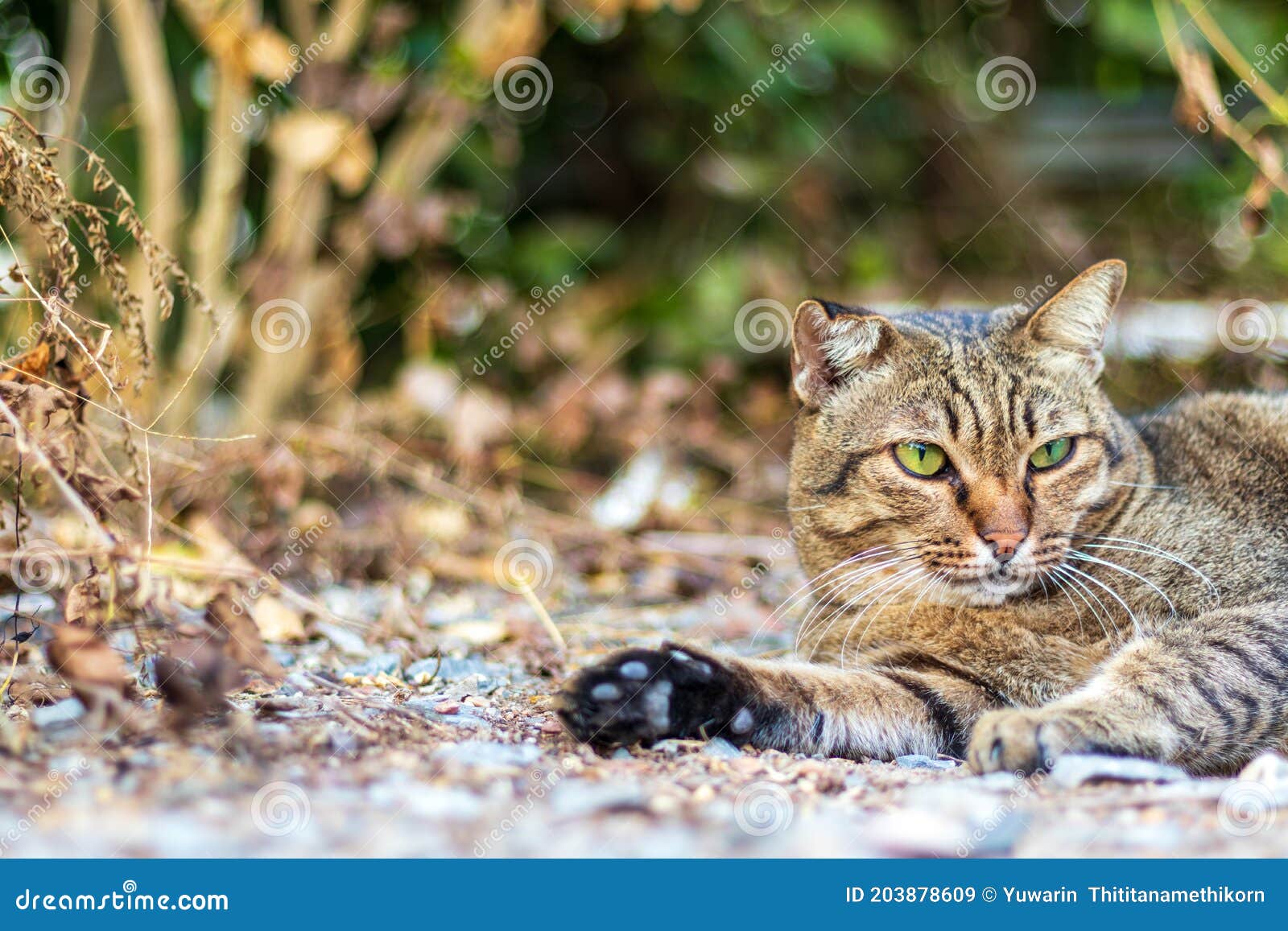 Lonely Stray Cat In Winter Stock Image Image Of Fluffy Urban 203878609 6-ways-to-help-stray-cats-this-winter-project-pawsitivity