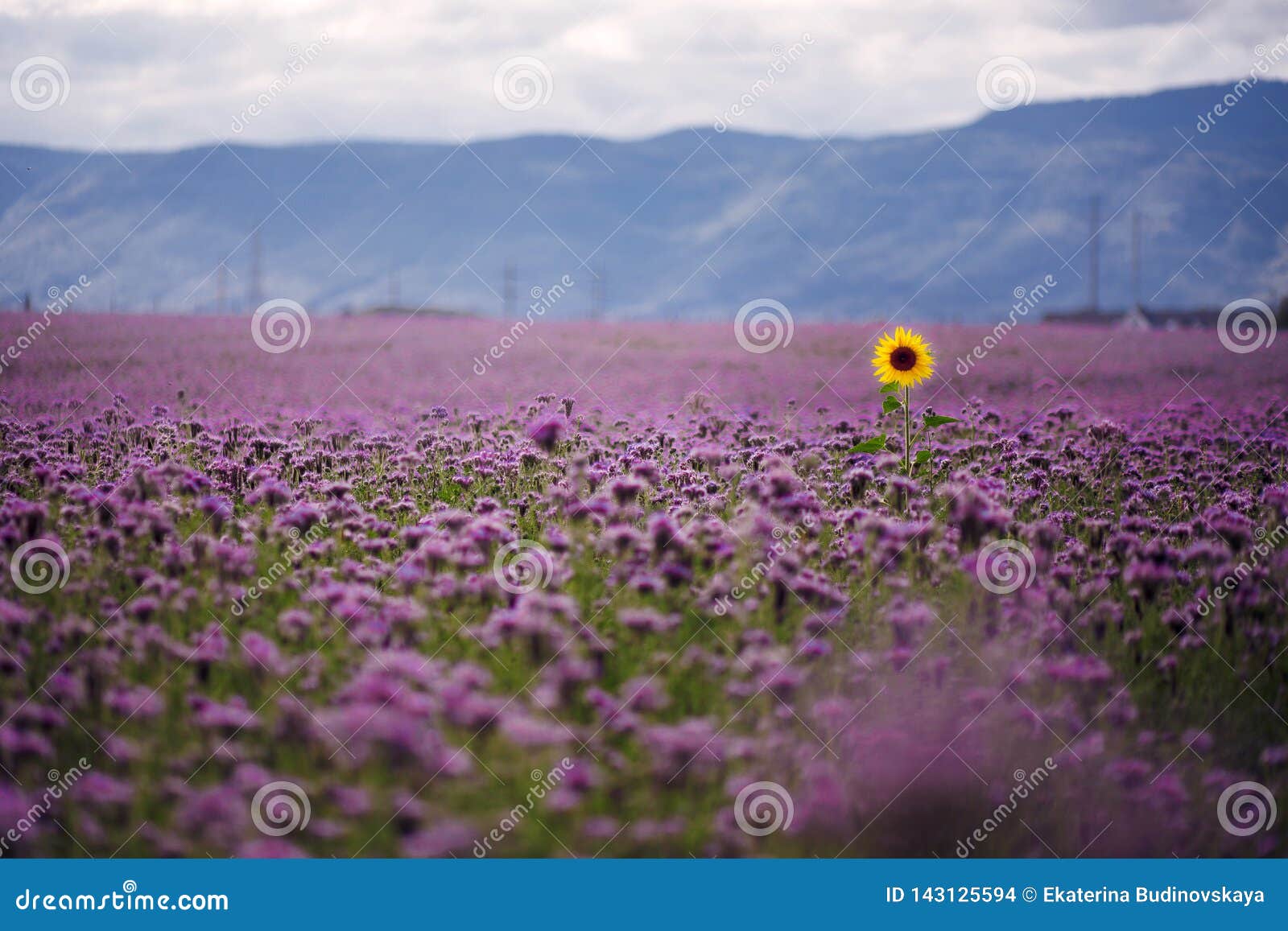 Lonely Sunflower in the Field Stock Photo Image of crop, flower