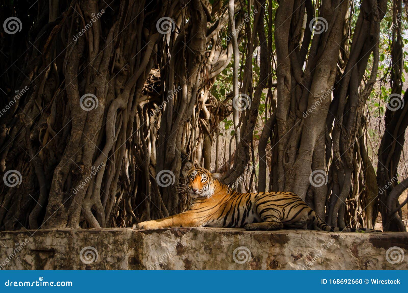 Lonely Tiger Sitting Near Tree Roots and Relaxing in the Jungle Stock ...