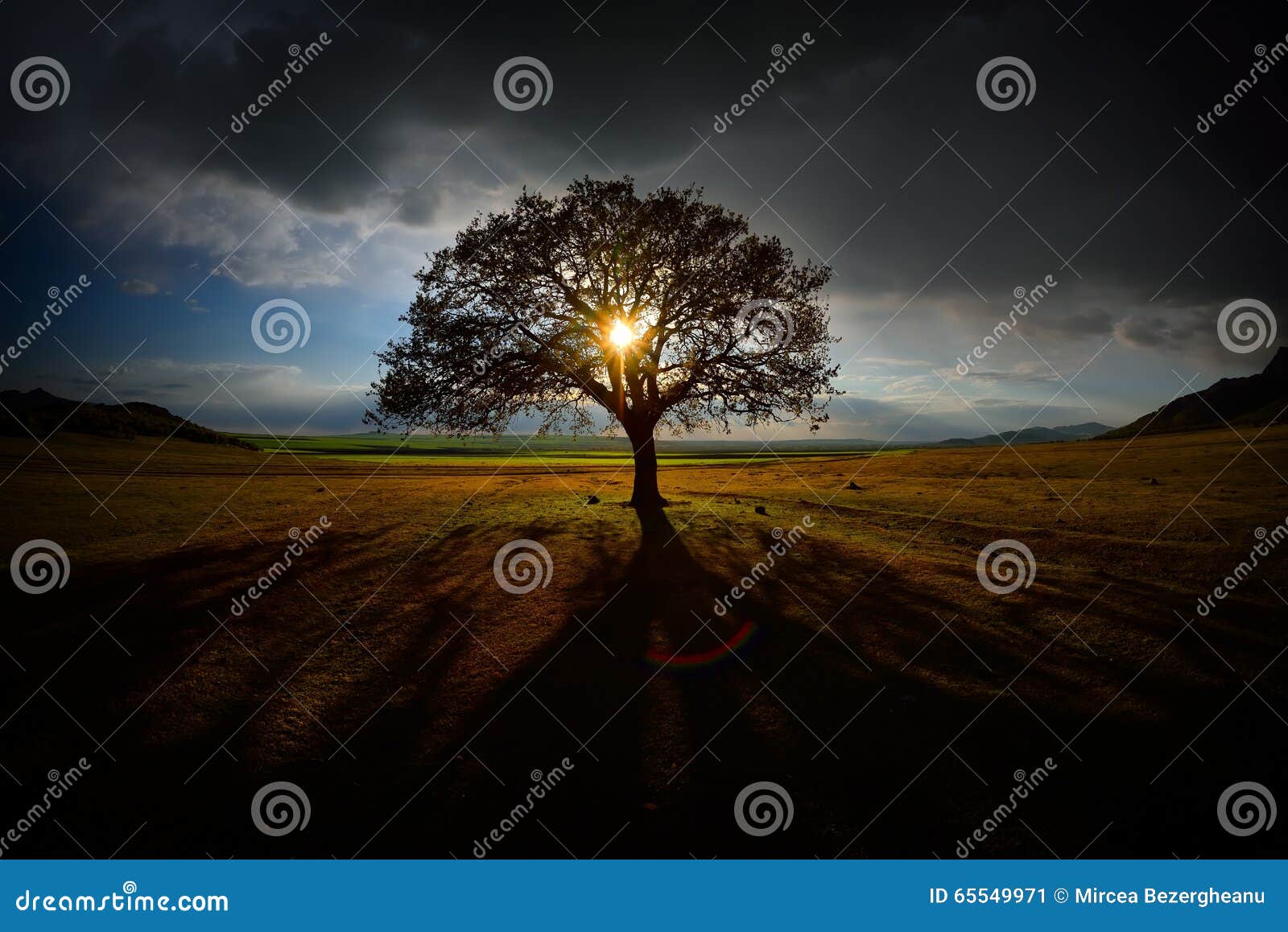 lonely tree on field at dawn