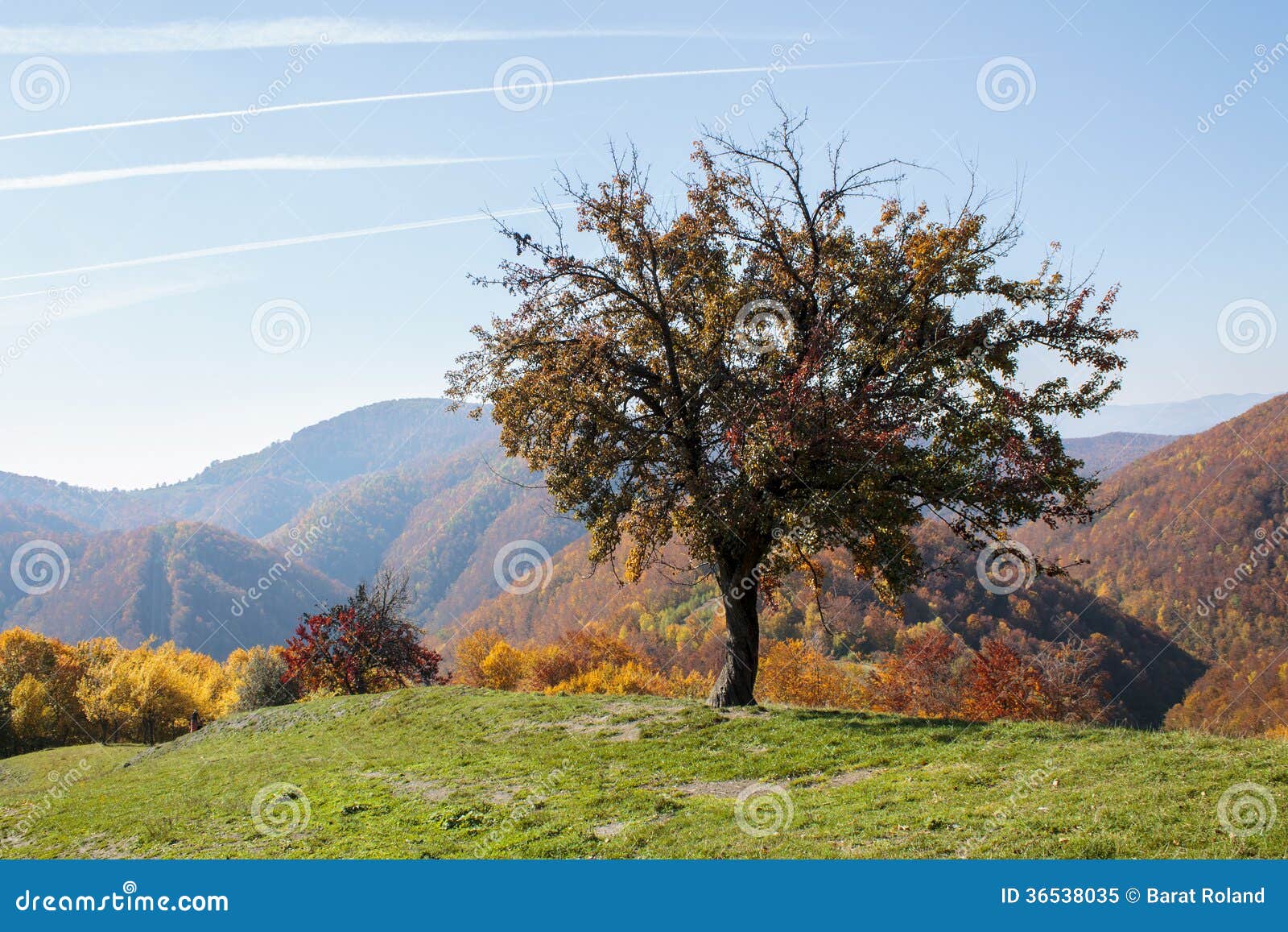lonely tree on a hill