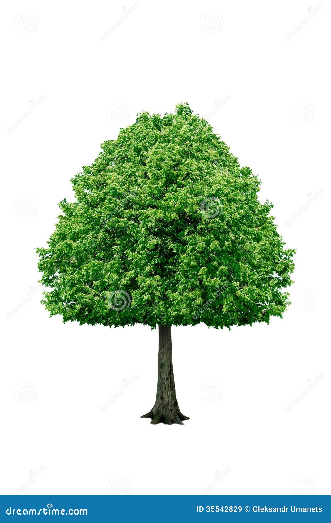 Lonely Tree Isolated on a White Background Stock Image - Image of trees,  grow: 35542829, image size:1071x1690