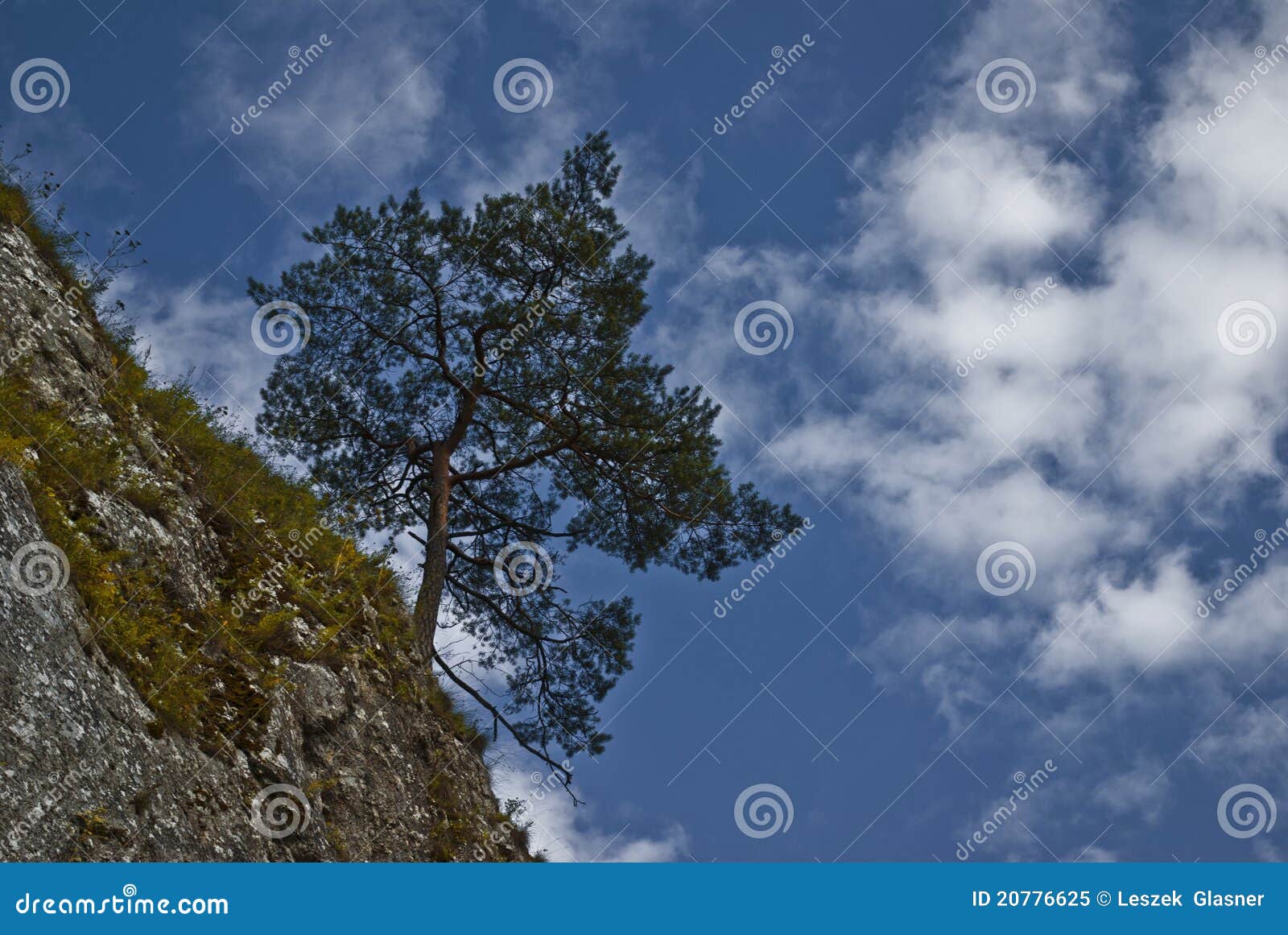 Lonely Tree, Pine on Mountain and Blue Sky Stock Image Image of cloud