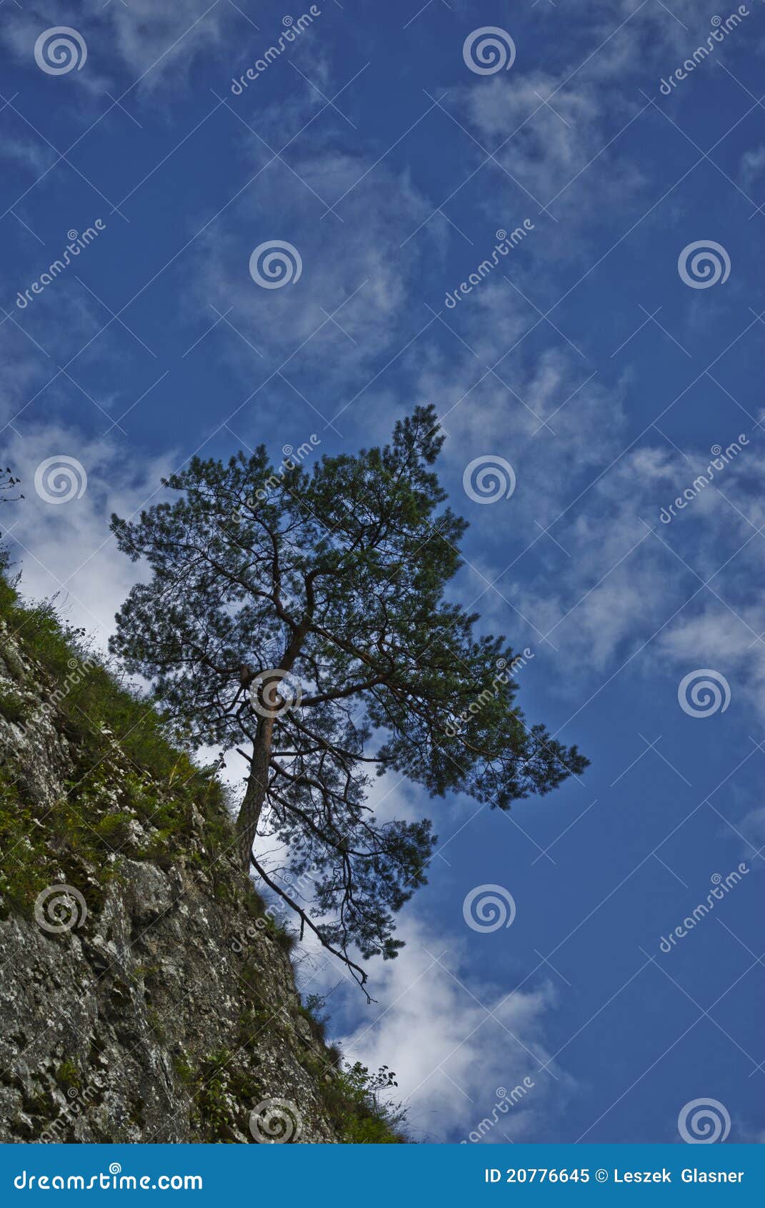 Lonely Tree, Pine on Mountain and Blue Sky Stock Image Image of alone