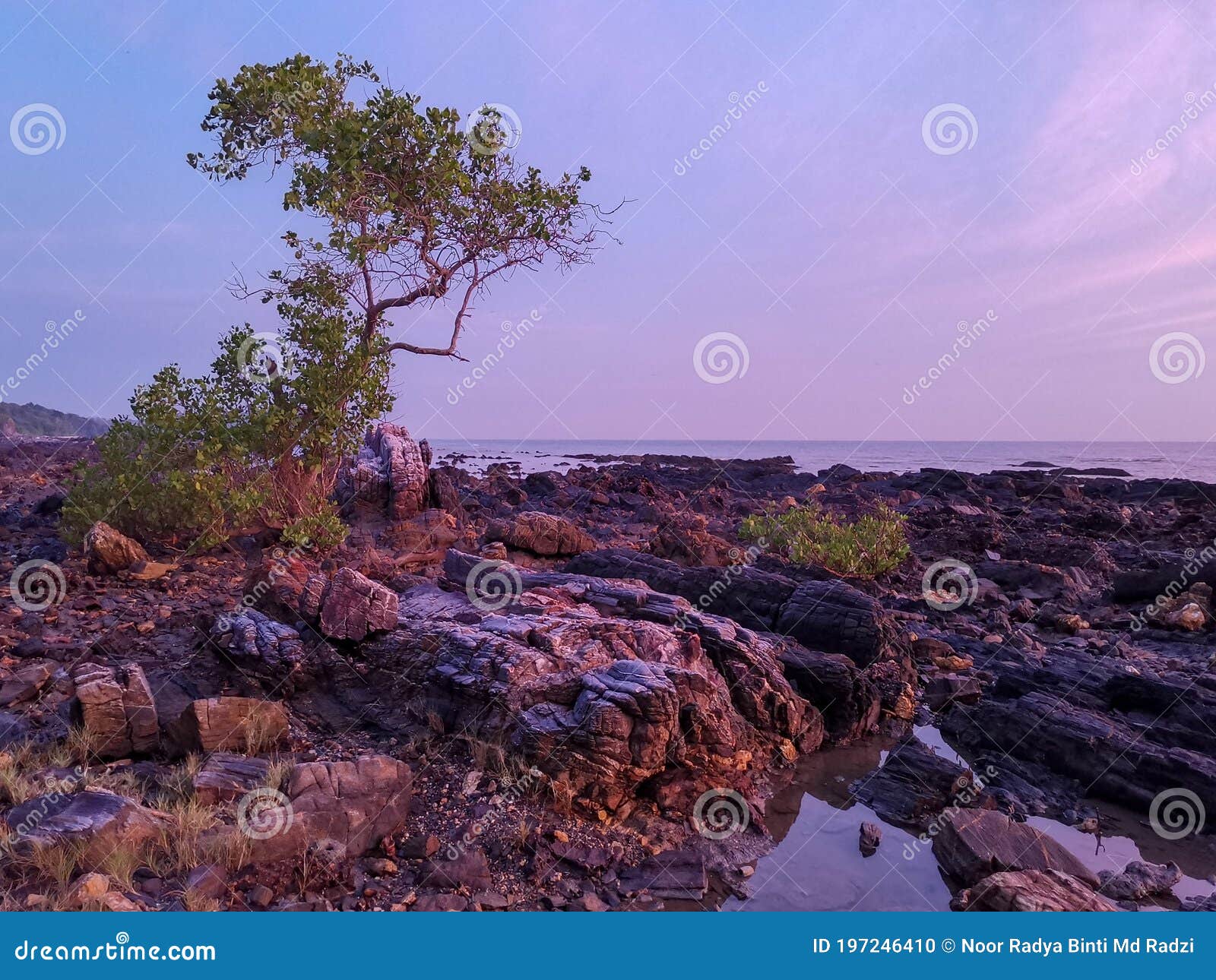 lonely tree on rocky beach view during early morning in kuala sedili besar, johor, malaysia.