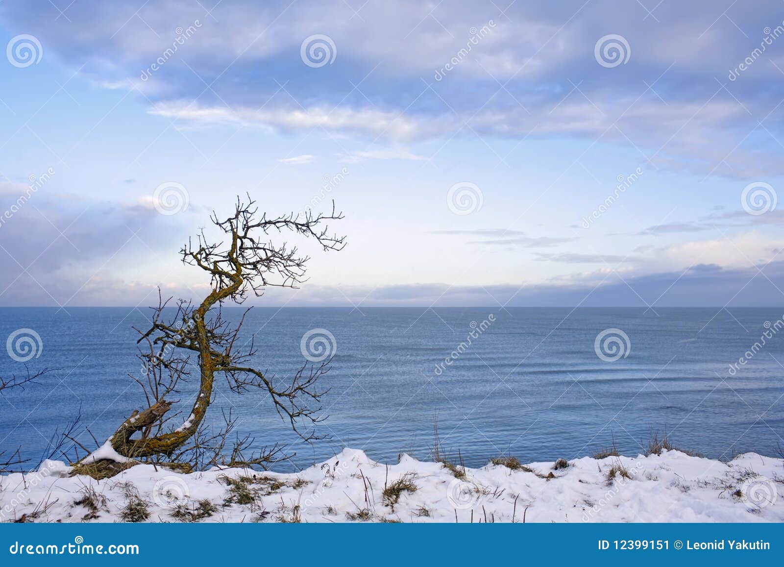 Lonely Tree on Seacoast in the Winter Stock Image Image of tree