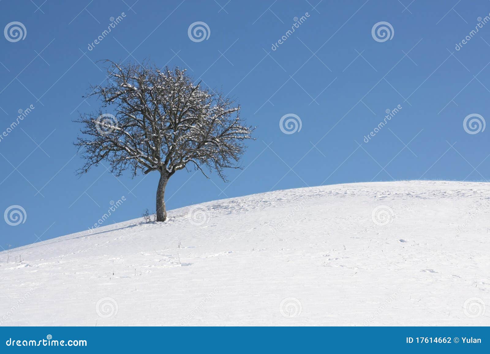 Lone Tree In The Snow In Upstate New York Background, Winter