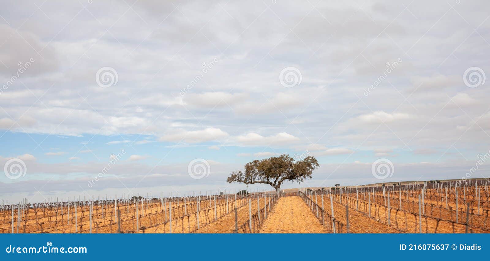 Lonely Tree in Vine Growing Landscape in Andalusia Stock Image Image