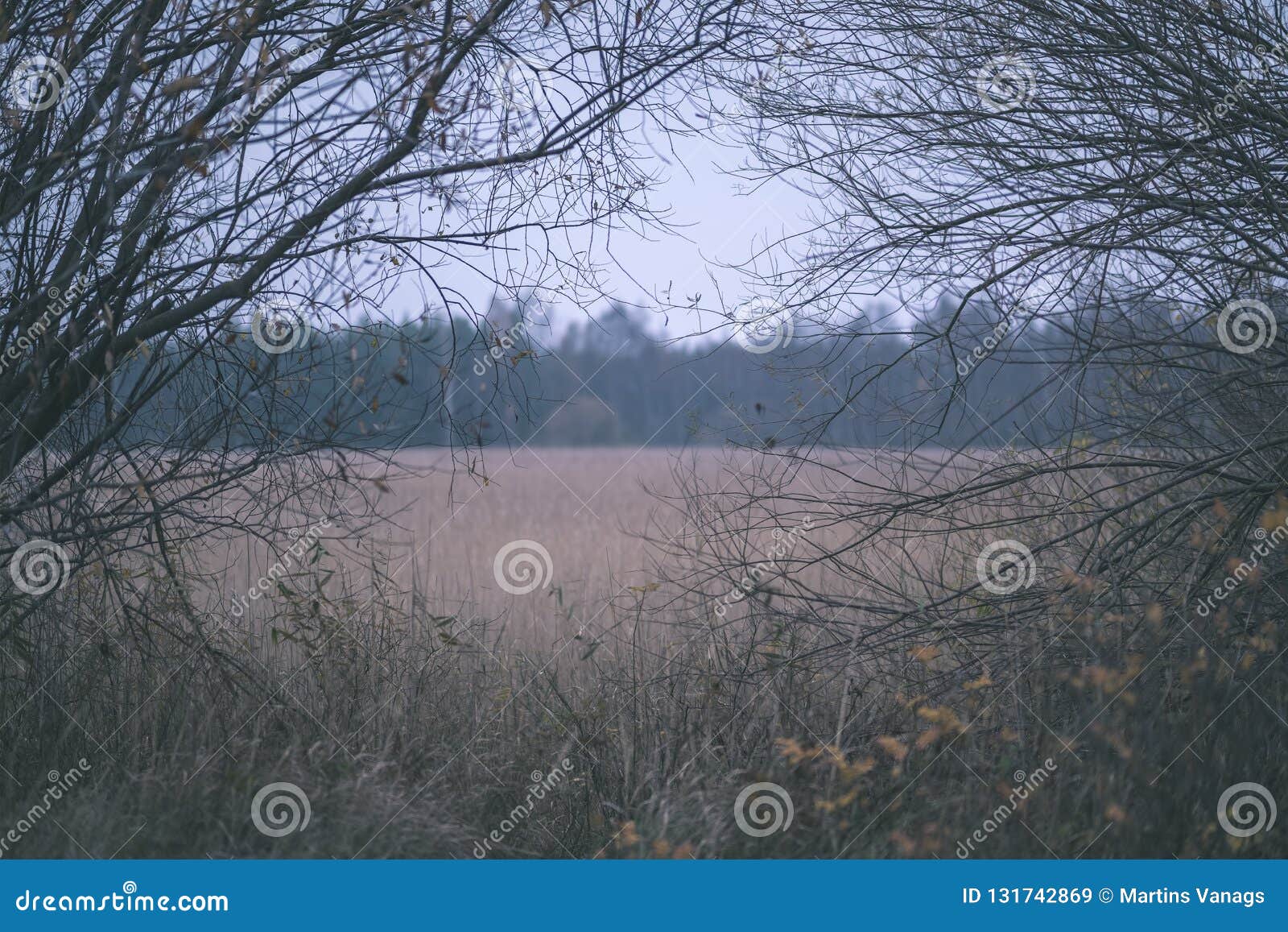 Lonely Trees With Last Colored Leaves In Branches Shortly