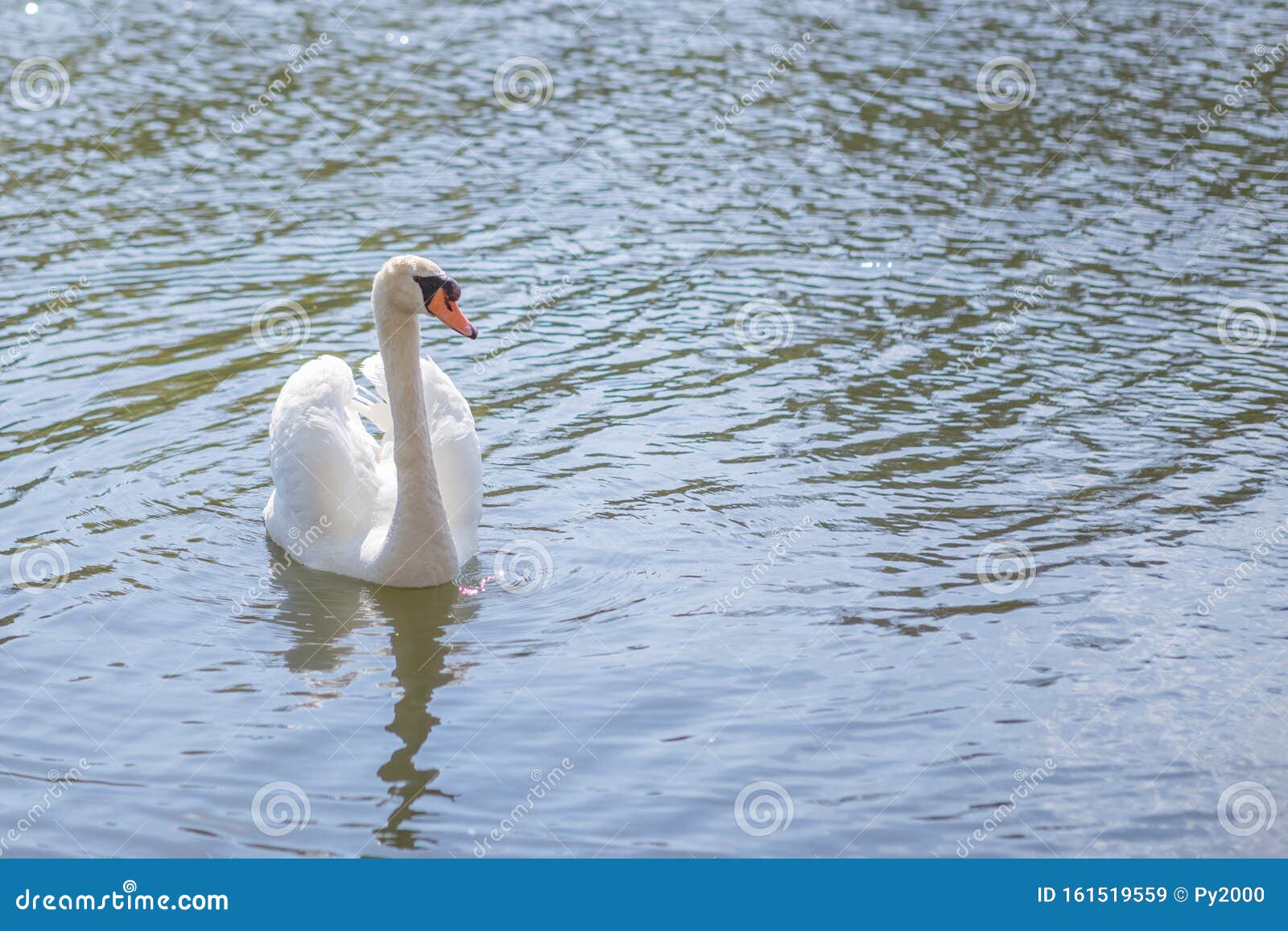 Lonely White Mute Swan stock image. Image of swim, swan 161519559