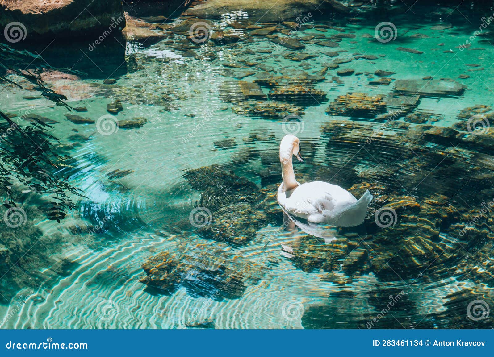 A Lonely White Swan by a Bright Azure Lake. Stock Photo Image of