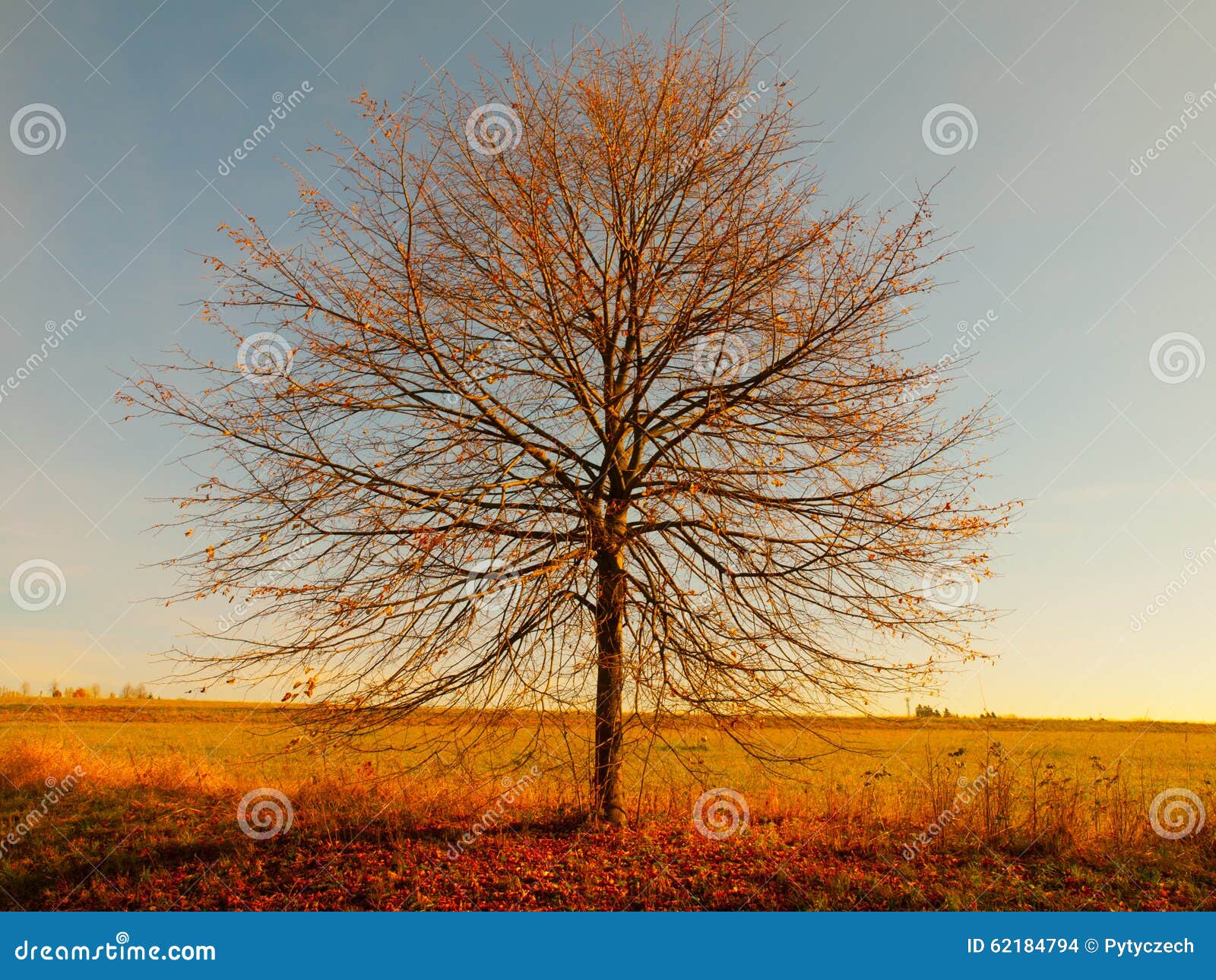 Lonesome Autumn Tree Without Leaves Stock Photo Image Of Foliage