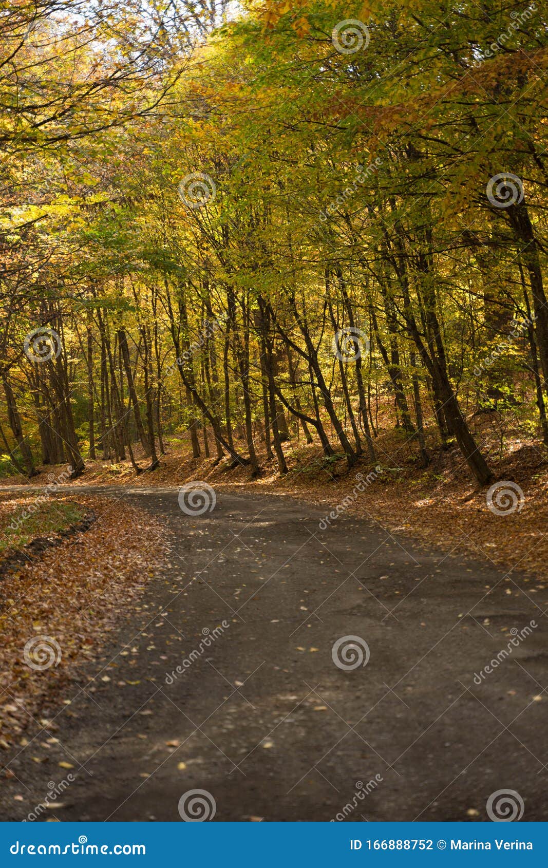 Long Asphalt Road Paved with Leaves and Trees Stock Photo - Image of ...