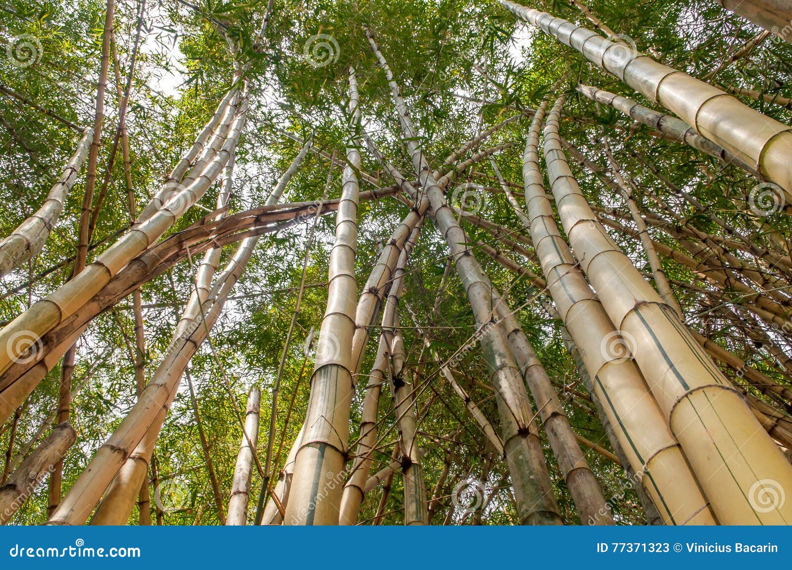 Long Bamboo Groves. Upwards View Stock Image Image of trunk, bamboos