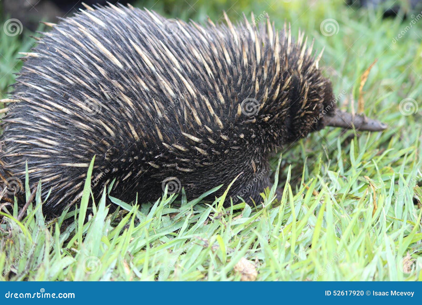 Long beaked echidna stock photo. Image of guinea, papua - 52617920