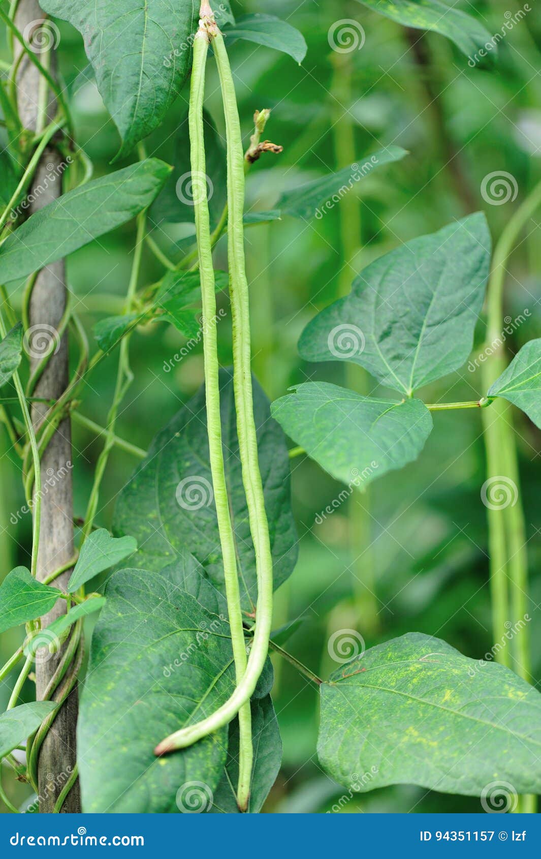 Long Bean Plants at Vegetable Garden Stock Image Image of natural, line 94351157