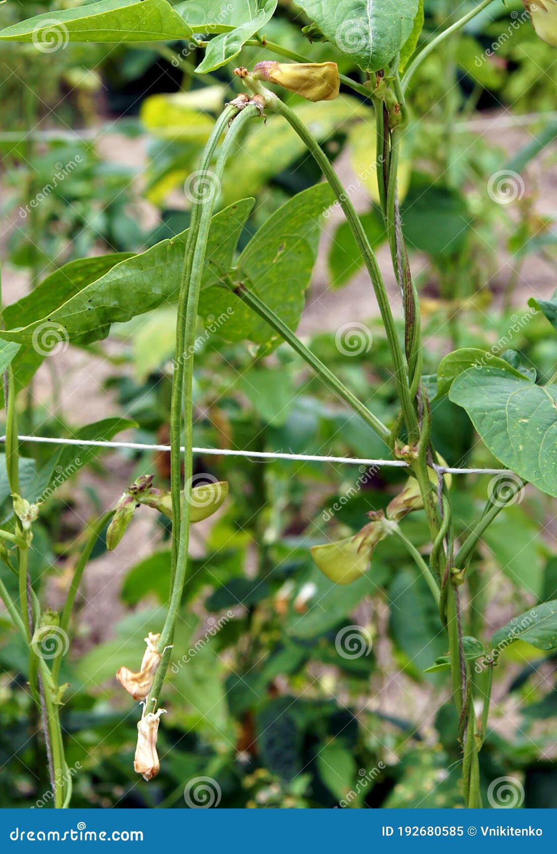 Long beans of the cowpea or Vigna unguiculata. Fresh long beans of the cowpea Vigna unguiculata. Image with local focusing and shallow depth of field