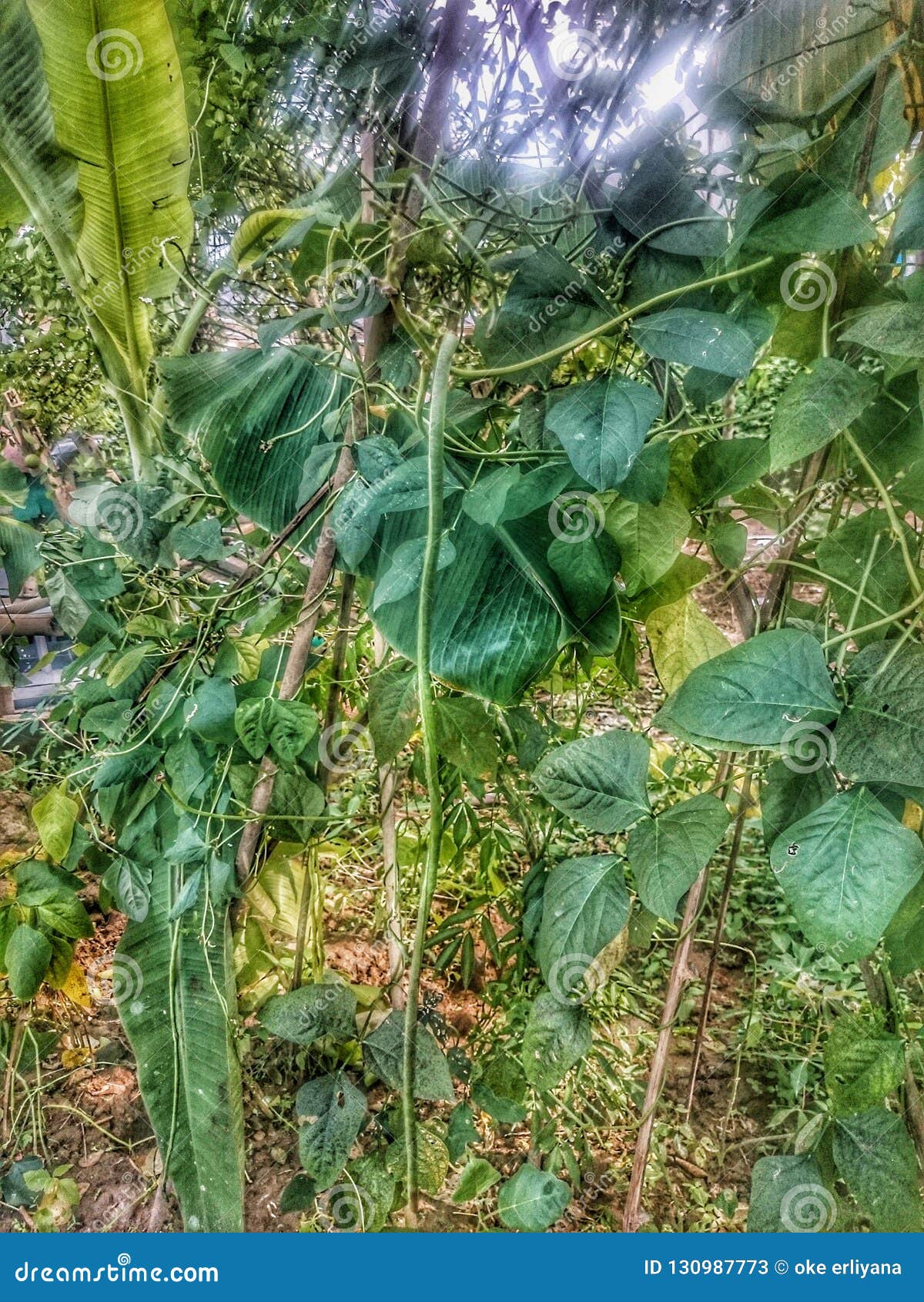 Long beans stock image. Image of plant, beans, leaf 130987773