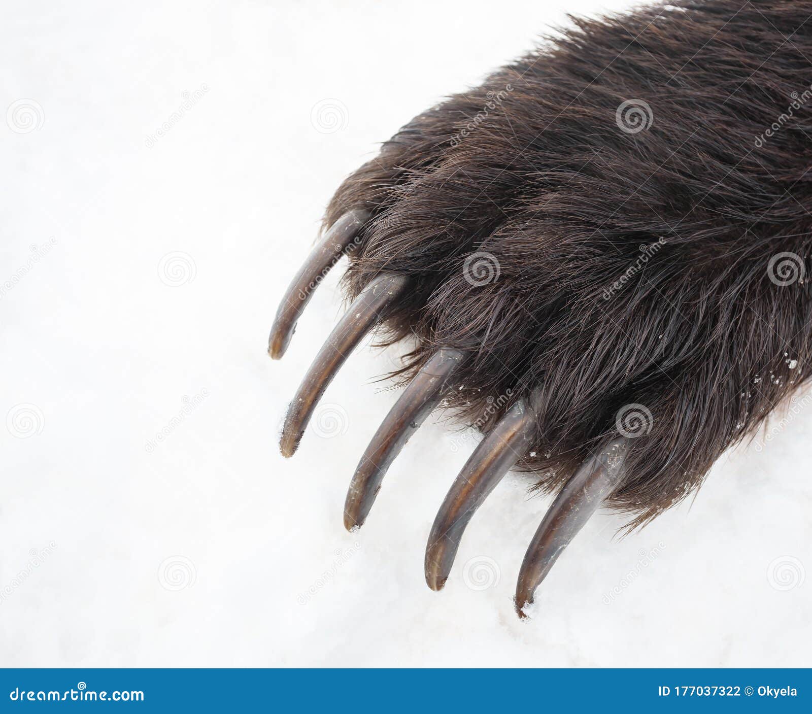 Long Bear Claws on the Front Right Paw Stock Photo Image of white, predator 177037322