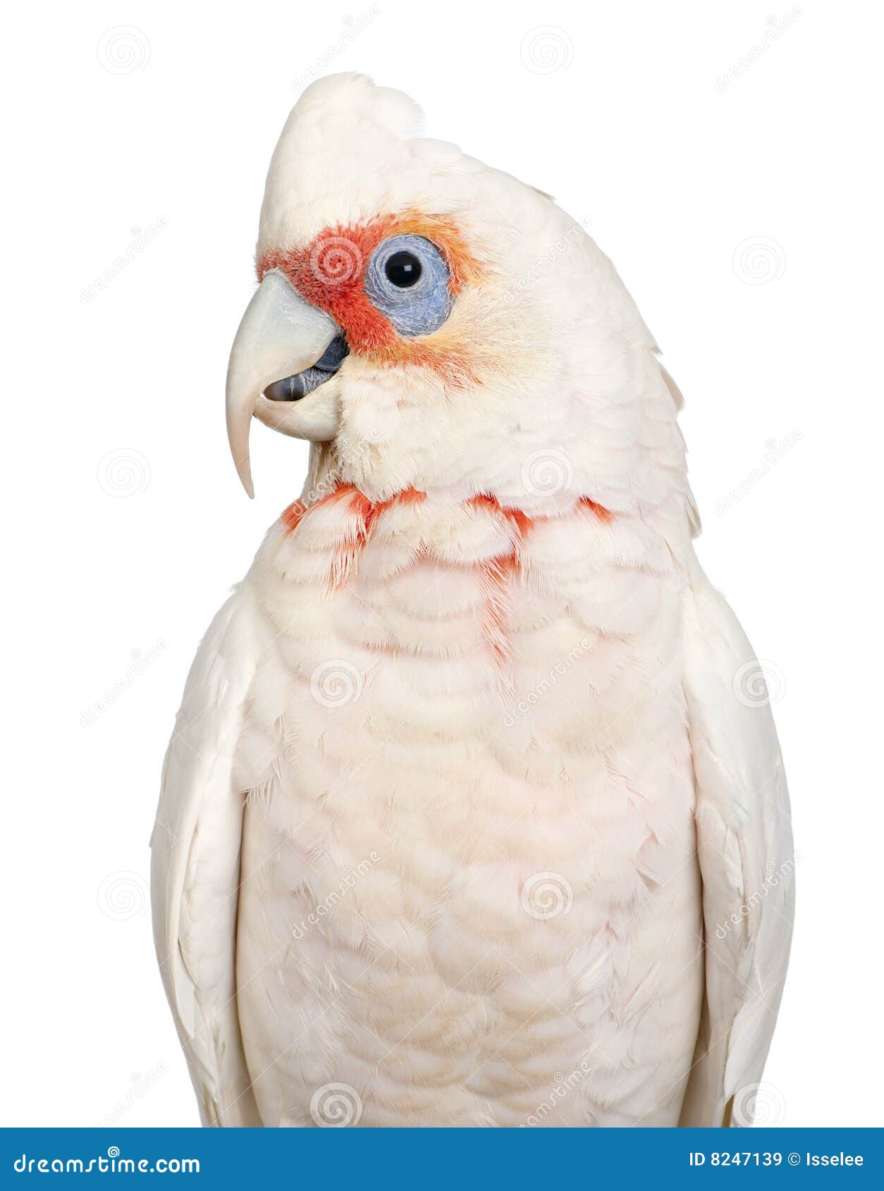 long-billed corella - cacatua tenuirostris