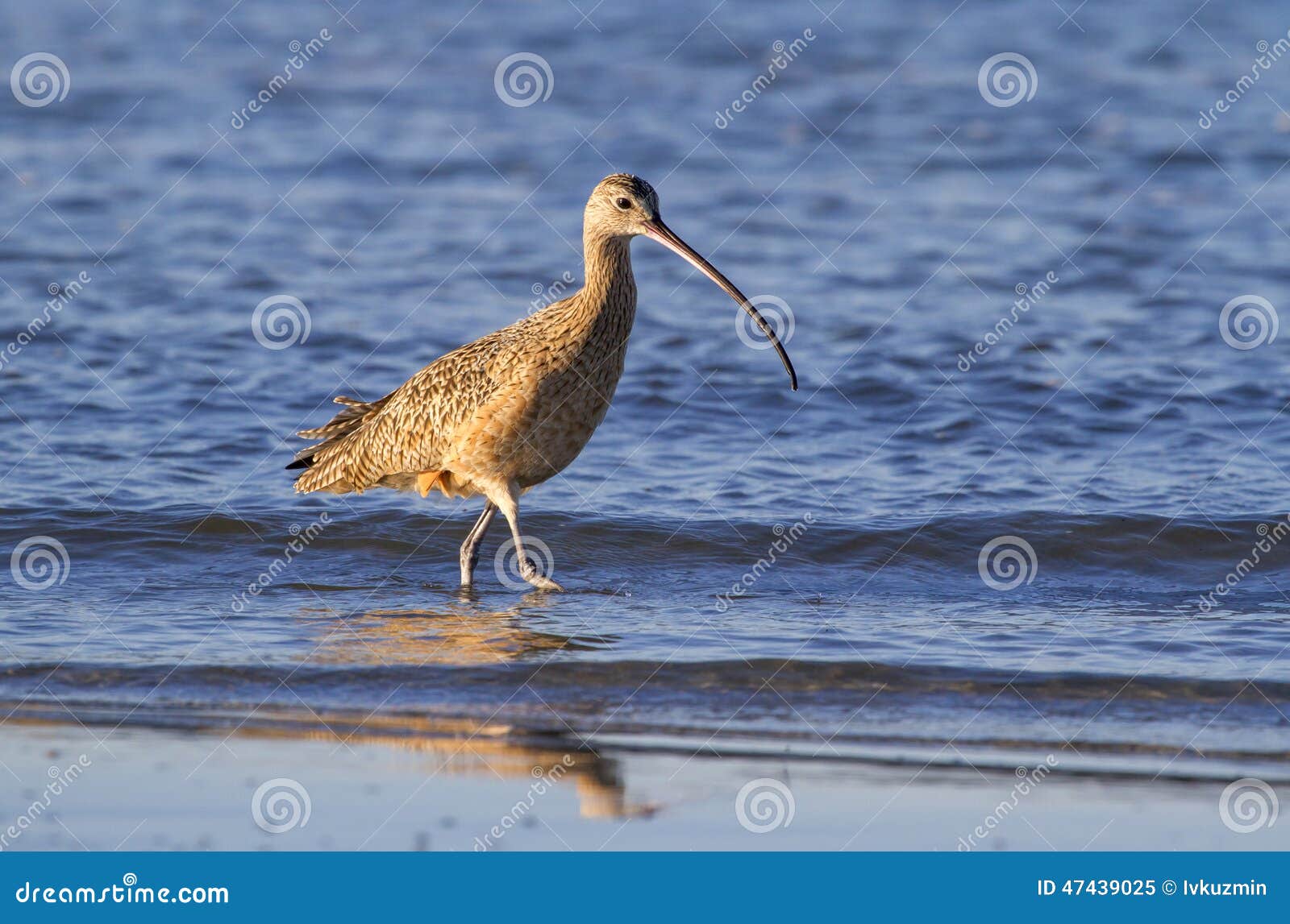 long-billed curlew (numenius americanus) foraging in shallow water