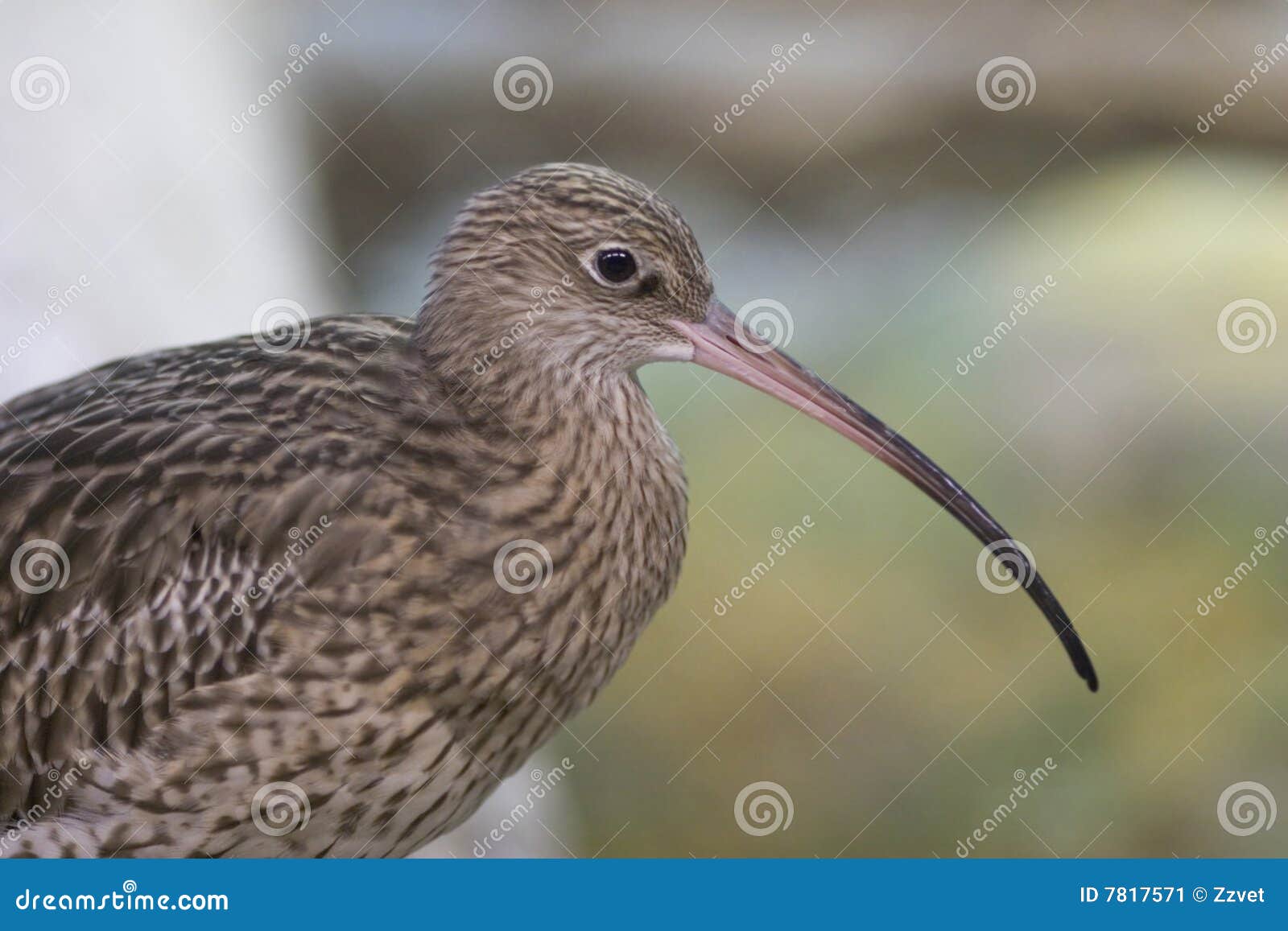 long-billed curlew (numenius arquata)