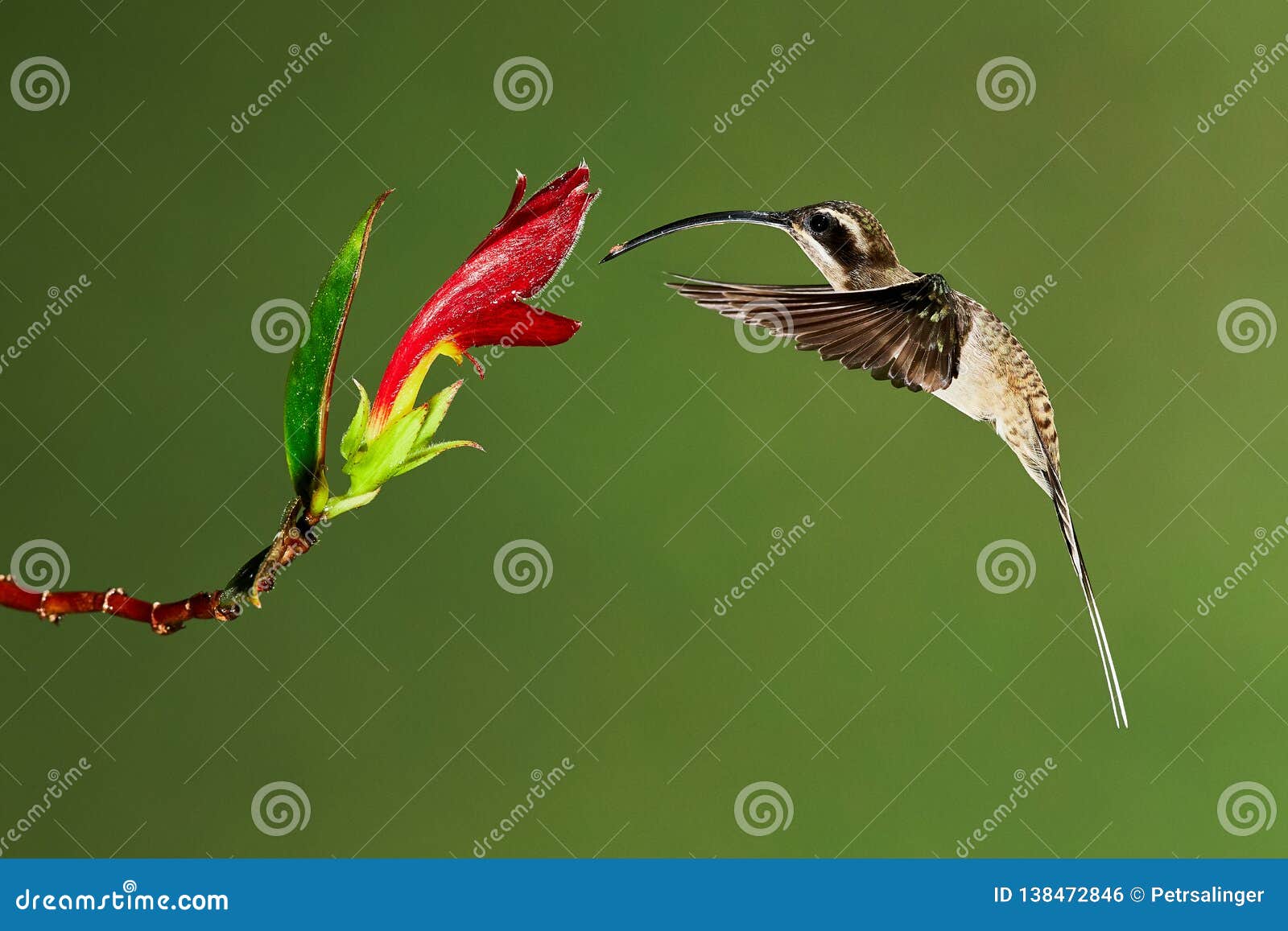 the long-billed hermit phaethornis longirostris photographed in costa rica. wildlife scene form rain forest.