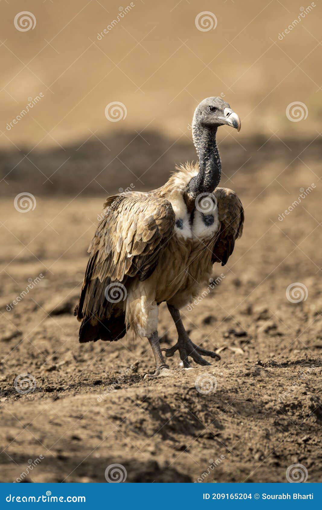 Long Billed Vulture or Gyps Indicus Portrait a Critically Endangered  Vulture Species at Ranthambore National Park or Tiger Reserve Stock Photo -  Image of satpura, panna: 209165204