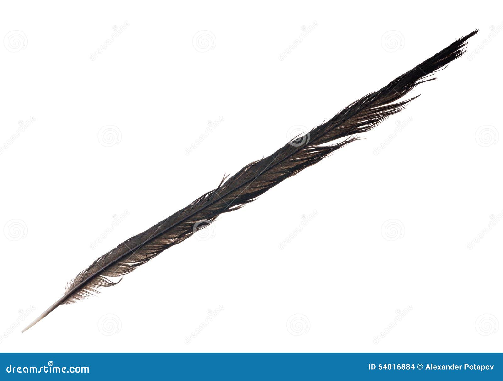 Long Black Crow Feather Isolated on White Stock Photo Image of raven