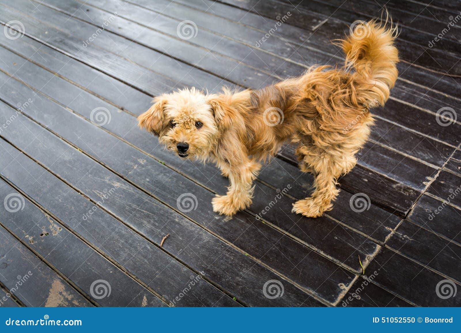 Long Blonde Hair Dogs Stock Photo Image Of Shag Gold