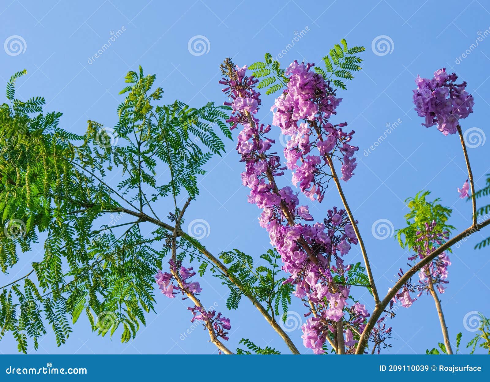 Long Branch Bouquet Violet Jacaranda Flower on Tree in Botany Garden. Group  of Floral Blooming and Buds Hanging on Tree Blue Sky Stock Image - Image of  love, forest: 209110039