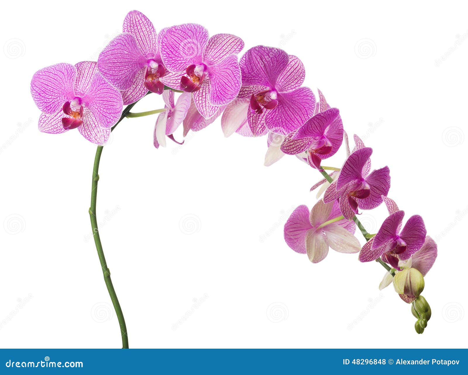 Premium Photo  Branch of orchid flowers in neon light close up