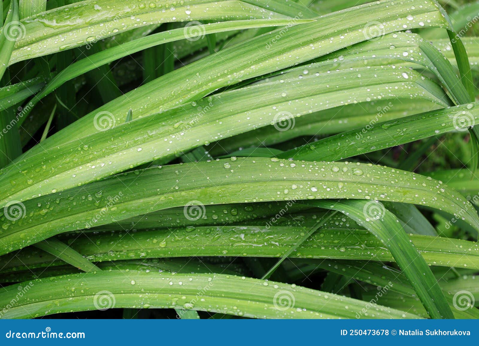 Long Bright Green Daylily Leaves with Raindrops Stock Photo Image of