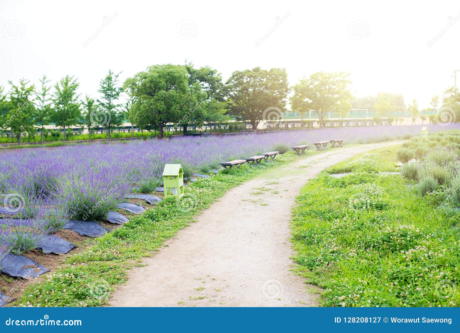 A Long Chair In Flowers Garden Beautiful For Sit Look At A