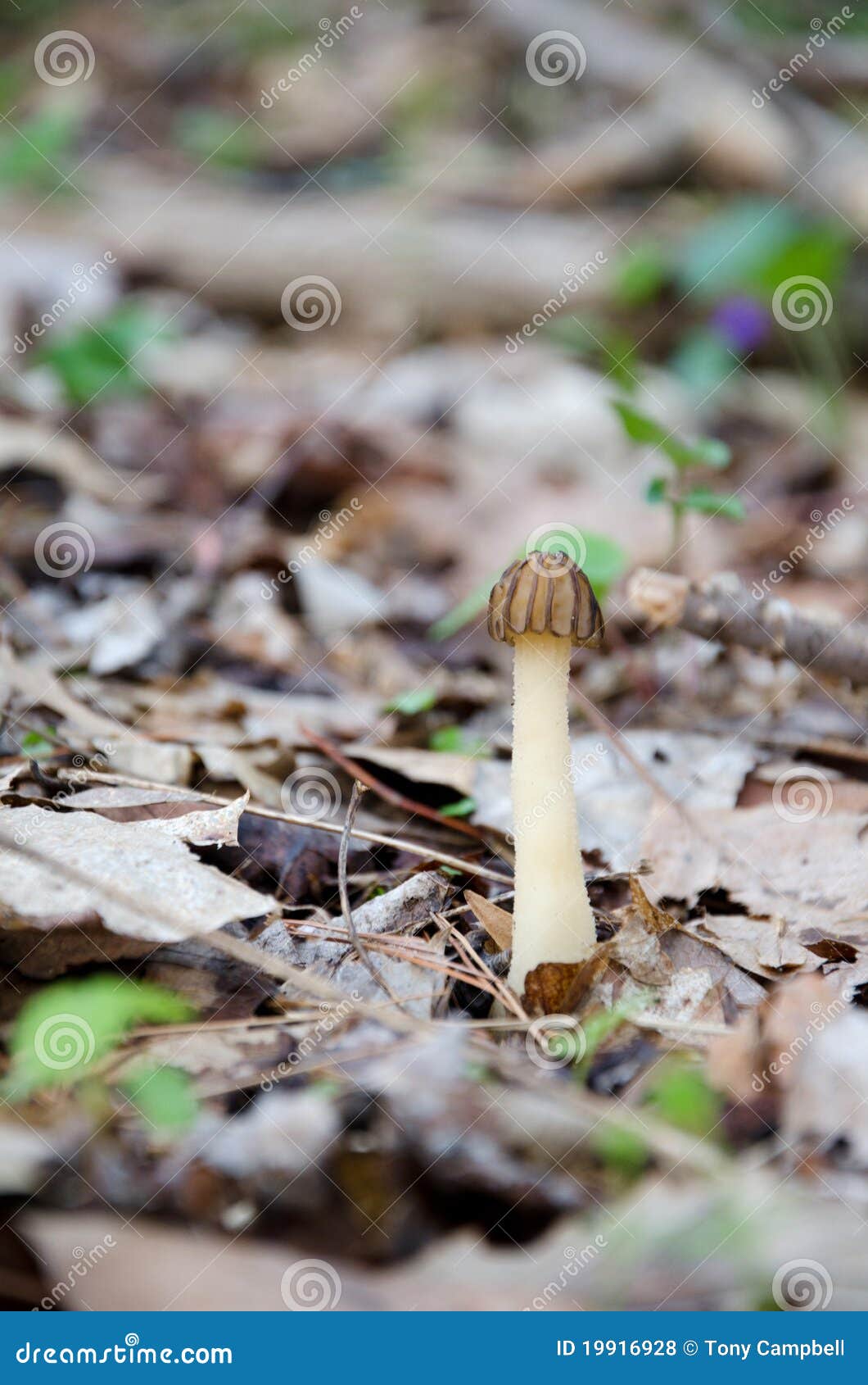 Long Champignon De Couche De Cou Dans Les Bois Photo stock - Image ...