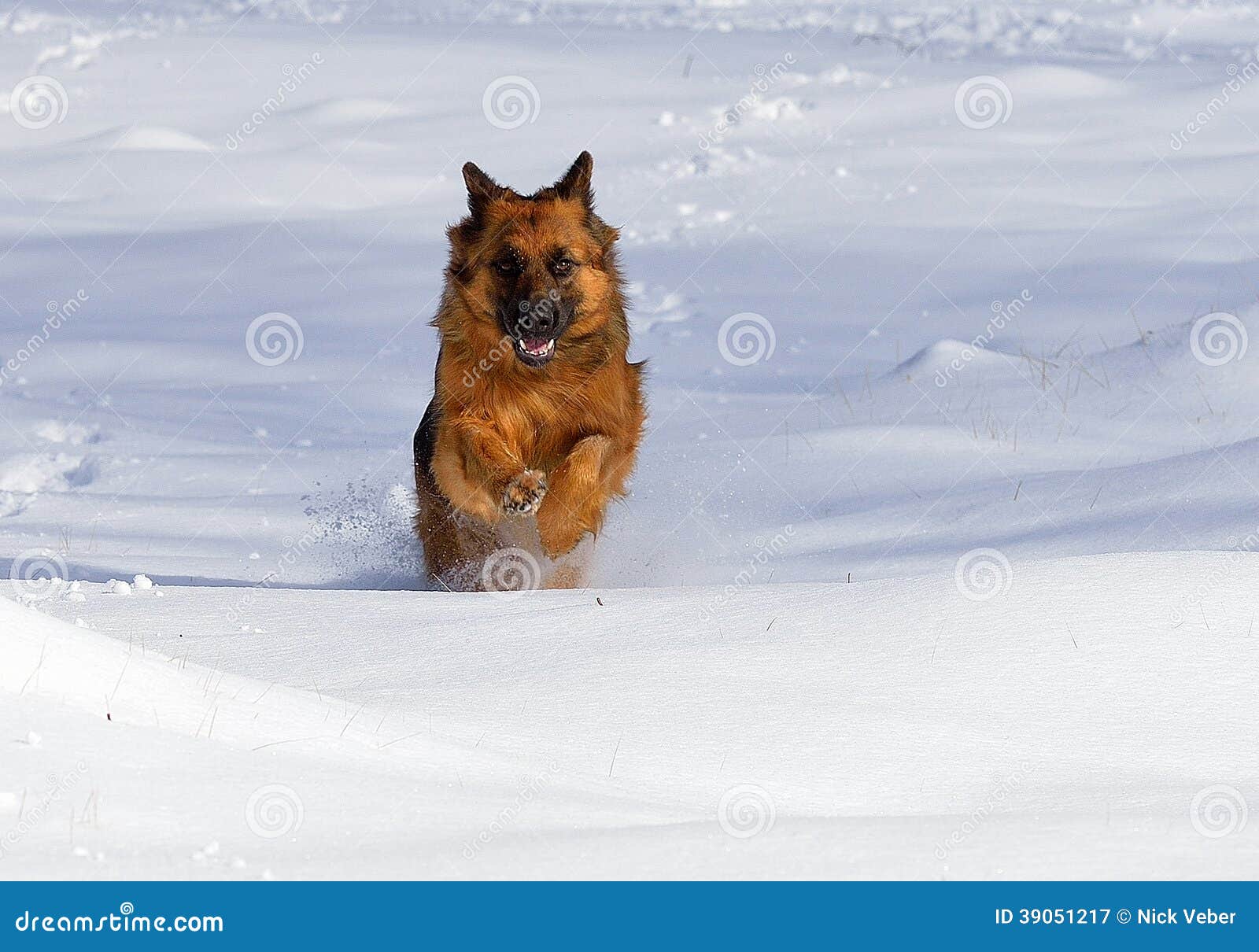 blue coat german shepherd