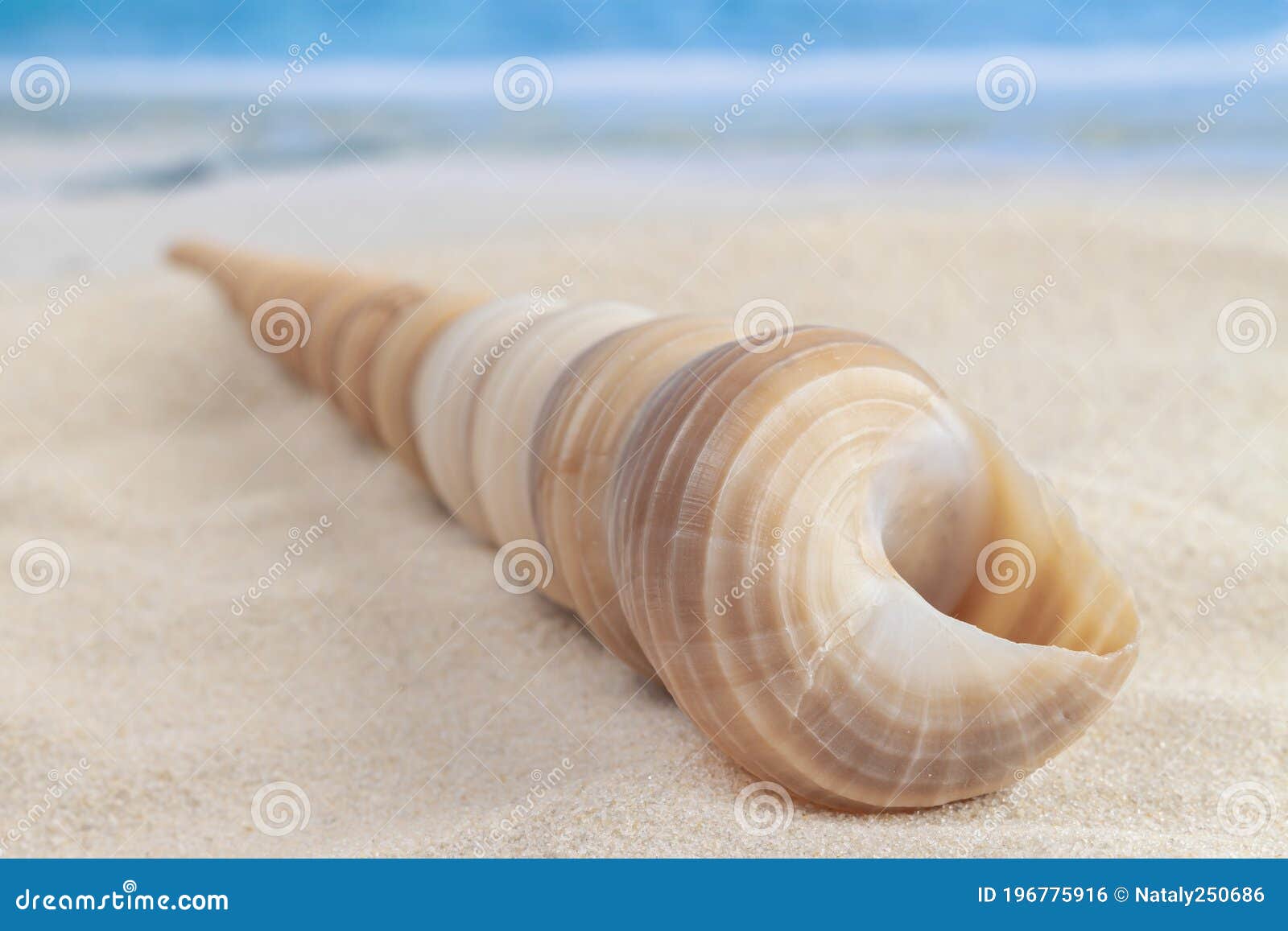 Long Cone Spiral Shape Beige and Light Brown Color Seashell Lying on the  Sandy Beach in Centre with Sea or Ocean Waves Background Stock Photo -  Image of closeup, bright: 196775916