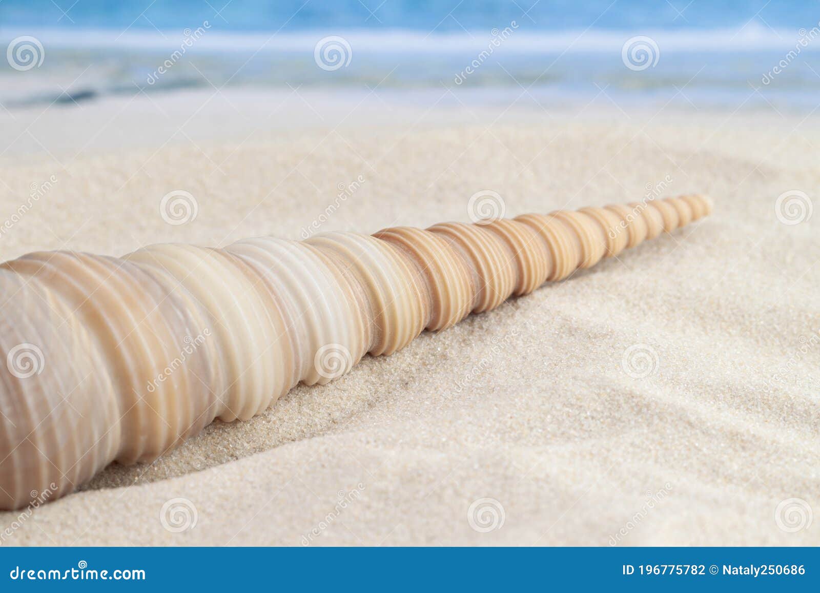 Long Cone Spiral Shape Beige and Light Brown Color Seashell Lying on the  Sandy Beach with Sea or Ocean Waves Background for Macro Stock Photo -  Image of shore, holiday: 196775782